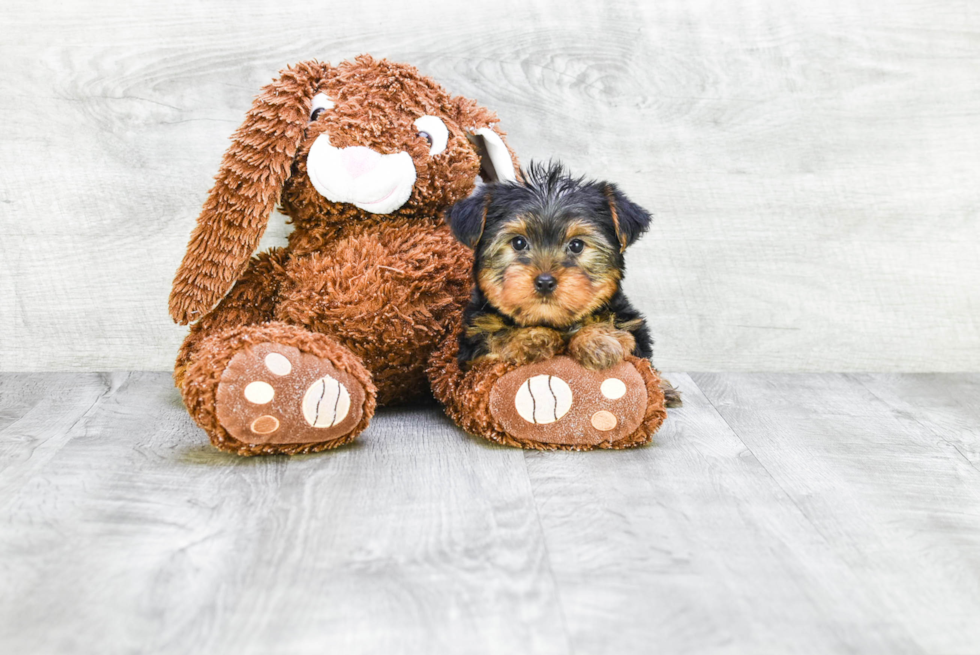 Meet Jeremy - our Yorkshire Terrier Puppy Photo 