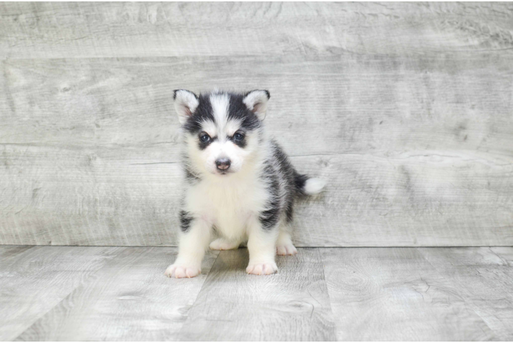 Friendly Pomsky Baby