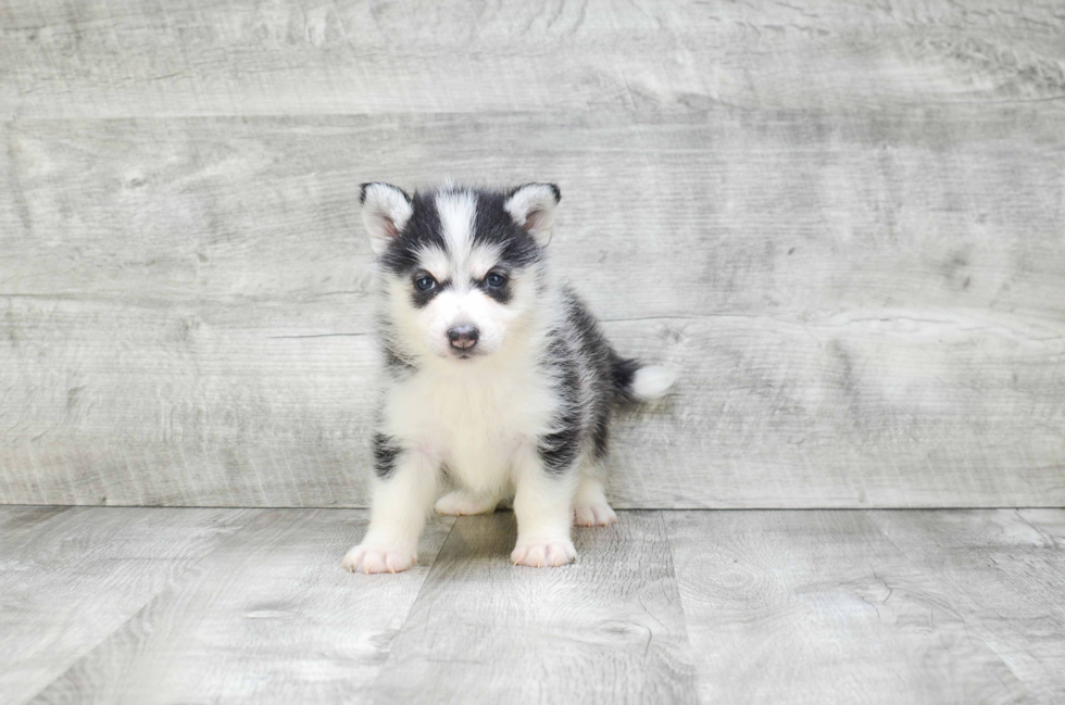 Friendly Pomsky Baby