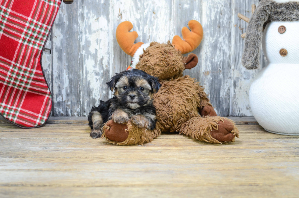 Morkie Pup Being Cute