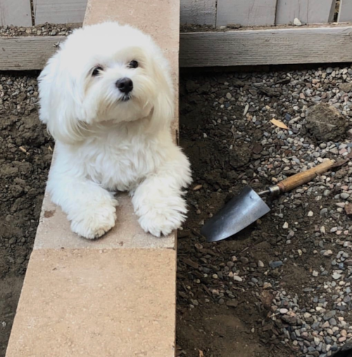 Funny Maltese Purebred Pup