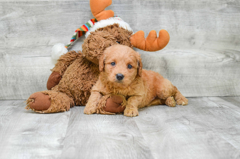 Best Mini Goldendoodle Baby