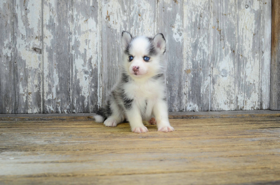 Pomsky Puppy for Adoption