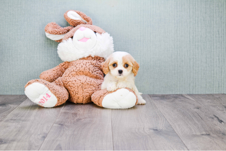 Happy Cavachon Baby