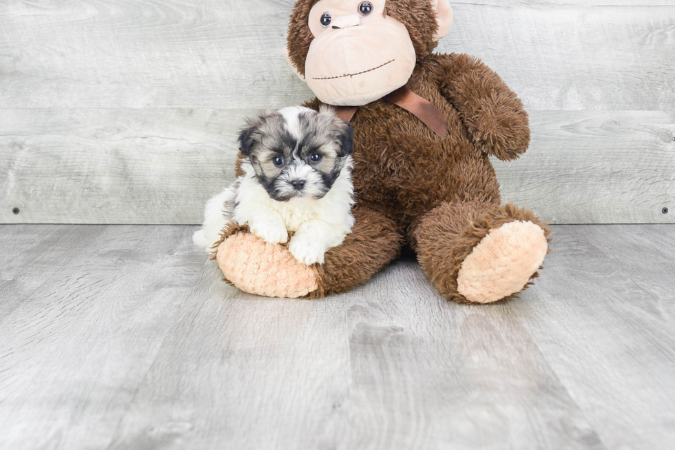 Akc Registered Havanese Purebred Pup