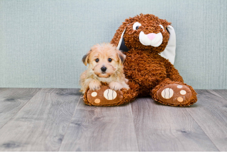 Morkie Puppy for Adoption