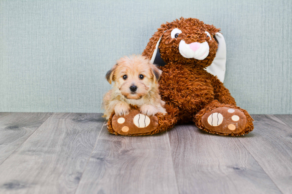 Morkie Puppy for Adoption