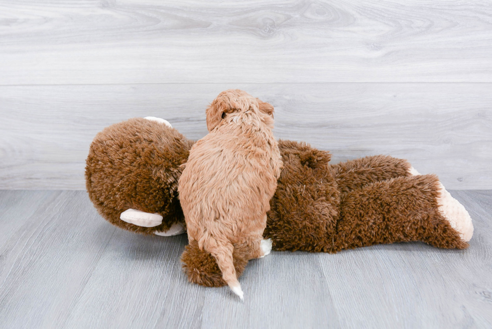 Popular Mini Goldendoodle Poodle Mix Pup