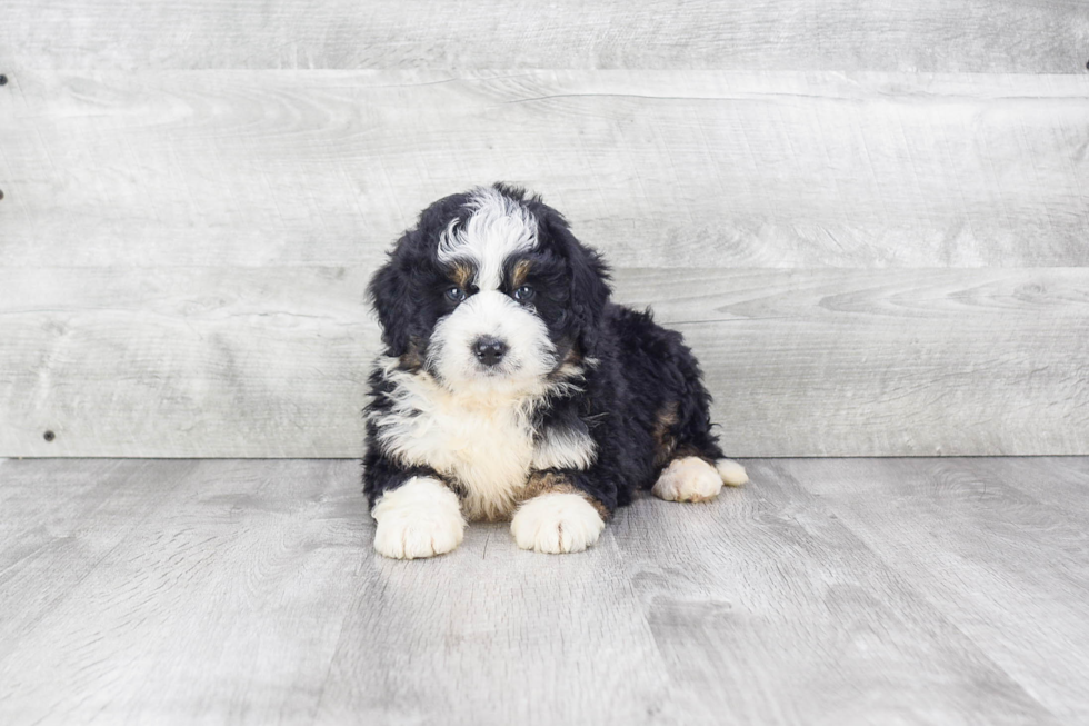 Mini Bernedoodle Pup Being Cute