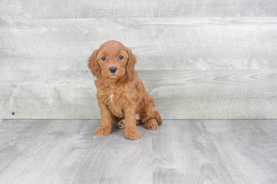 Small Mini Goldendoodle Baby