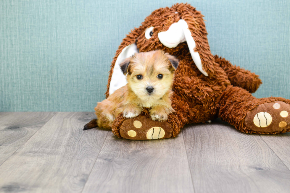 Morkie Pup Being Cute