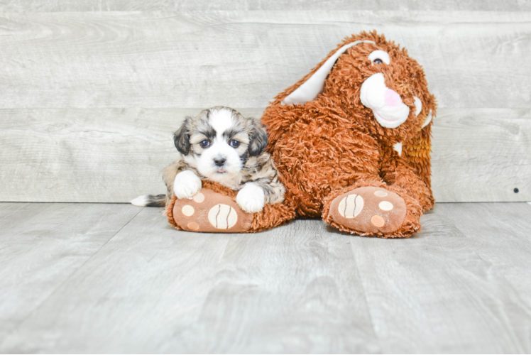 Hypoallergenic Shichon Designer Puppy