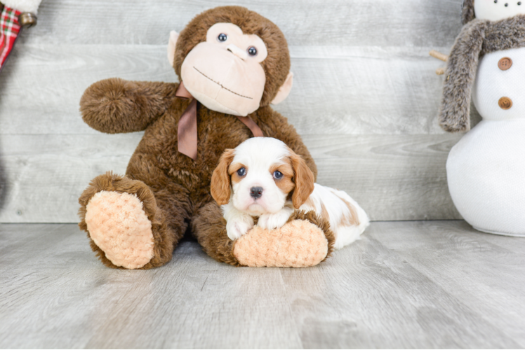 Best Cavalier King Charles Spaniel Baby