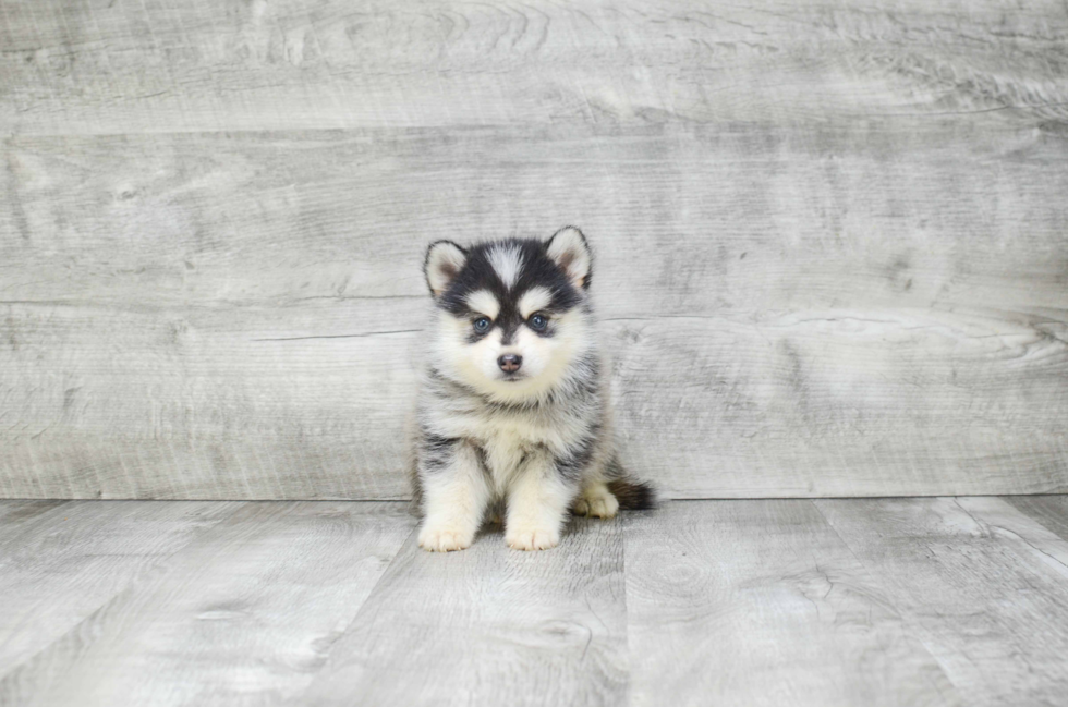 Best Pomsky Baby