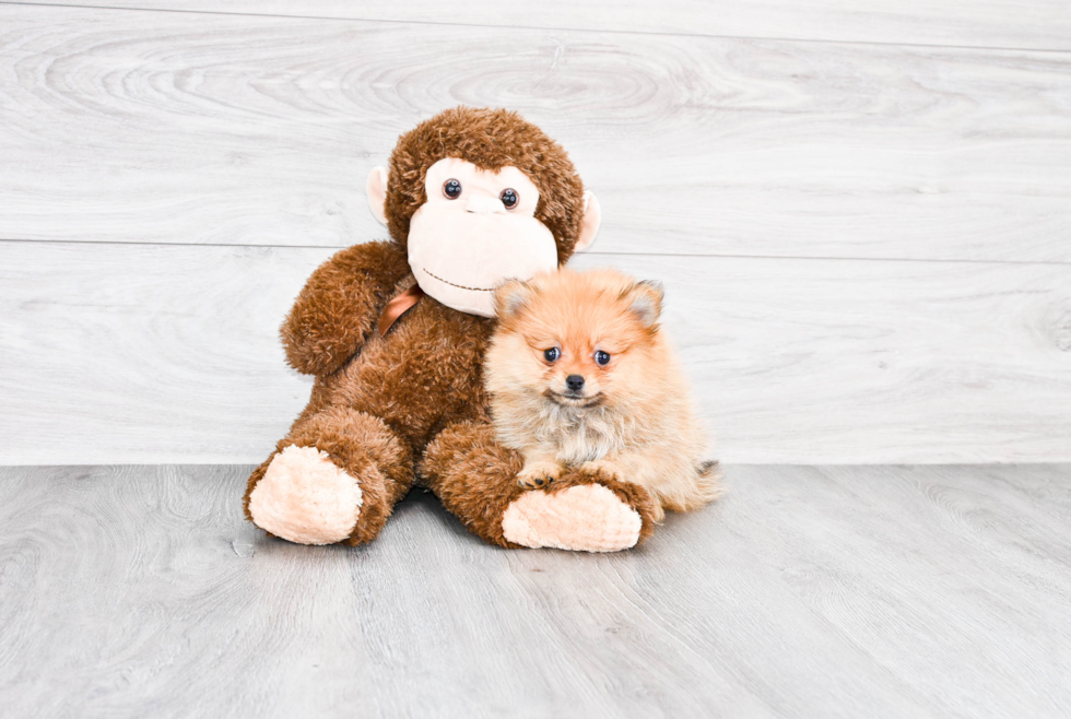 Playful Pomeranian Purebred Pup