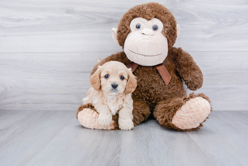 Cute Cavapoo Baby