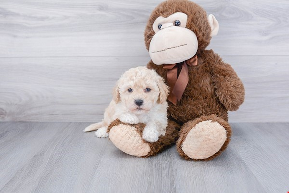 Sweet Maltipoo Baby