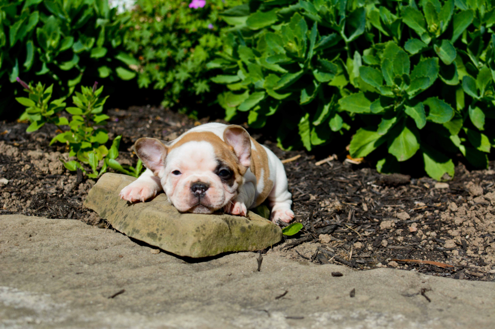 Petite Frenchie Purebred Puppy