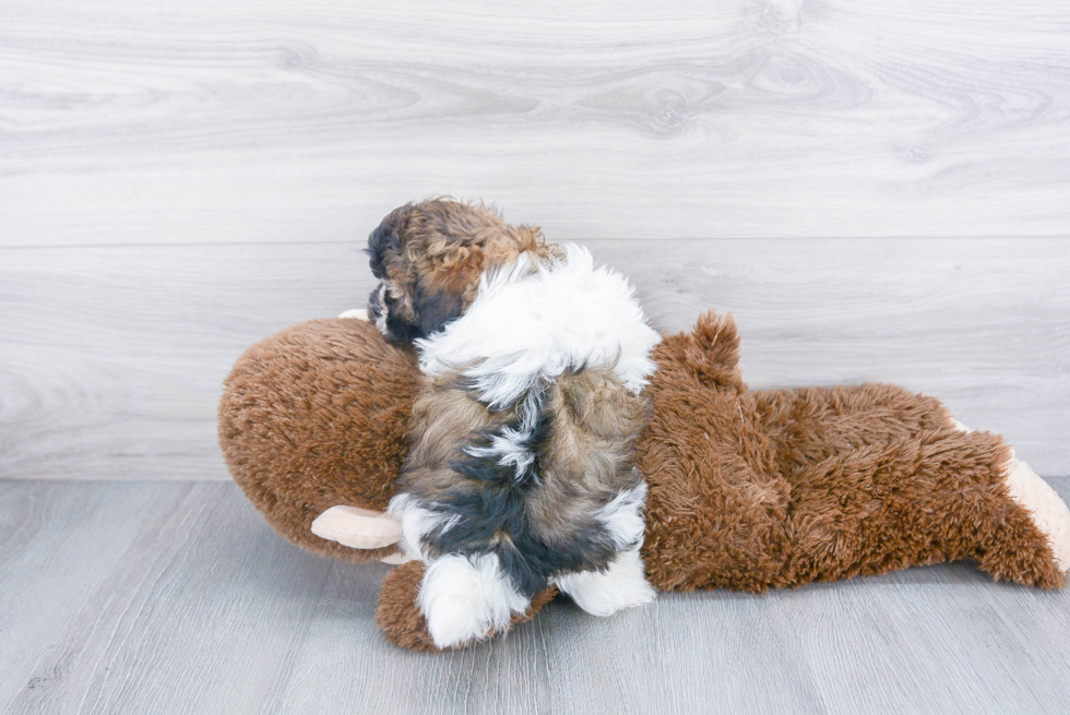 Smart Havanese Purebred Puppy