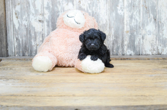 Energetic Yorkie Doodle Poodle Mix Puppy