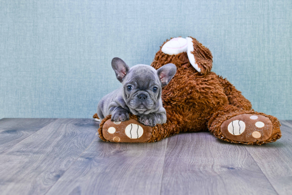 French Bulldog Puppy for Adoption