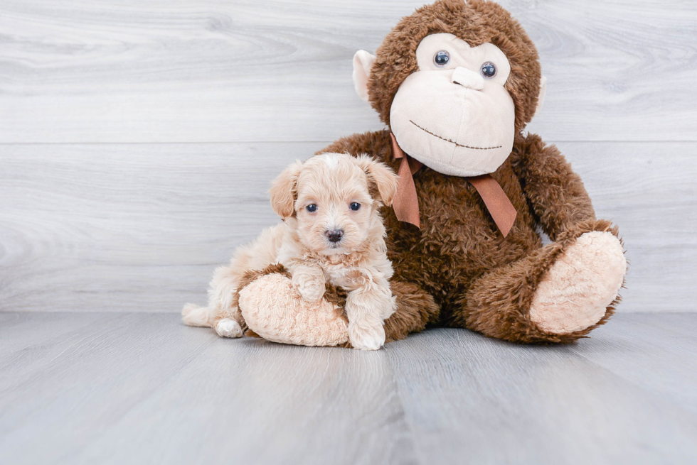 Little Maltese Poodle Poodle Mix Puppy