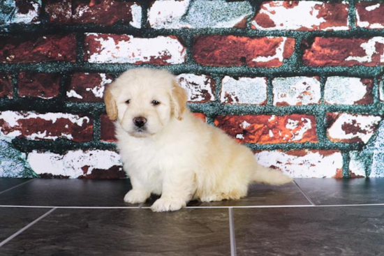 Mini Goldendoodle Puppy for Adoption