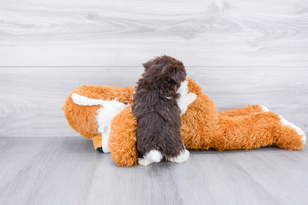 Havanese Pup Being Cute