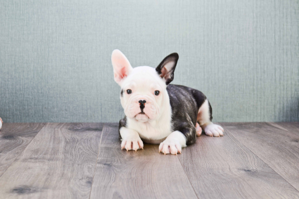 French Bulldog Puppy for Adoption