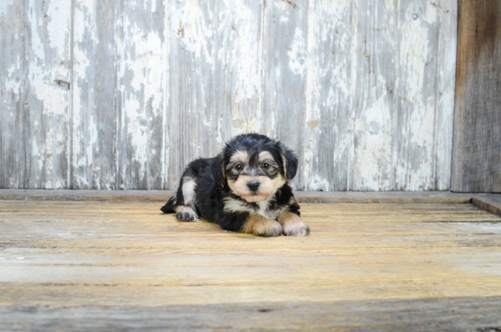 Small Morkie Baby