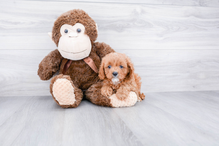 Cavapoo Pup Being Cute