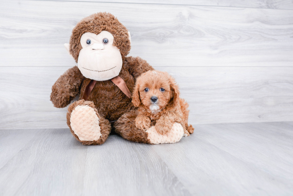 Cavapoo Pup Being Cute