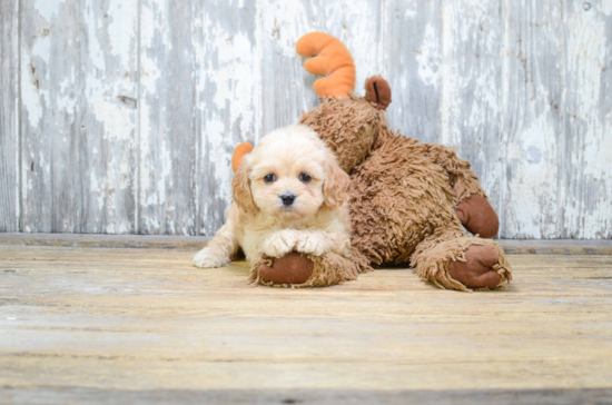 Adorable Cavalier Designer Puppy