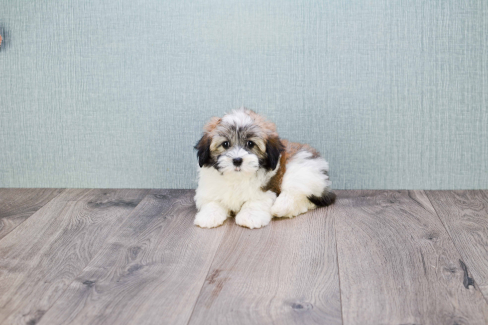 Havanese Pup Being Cute