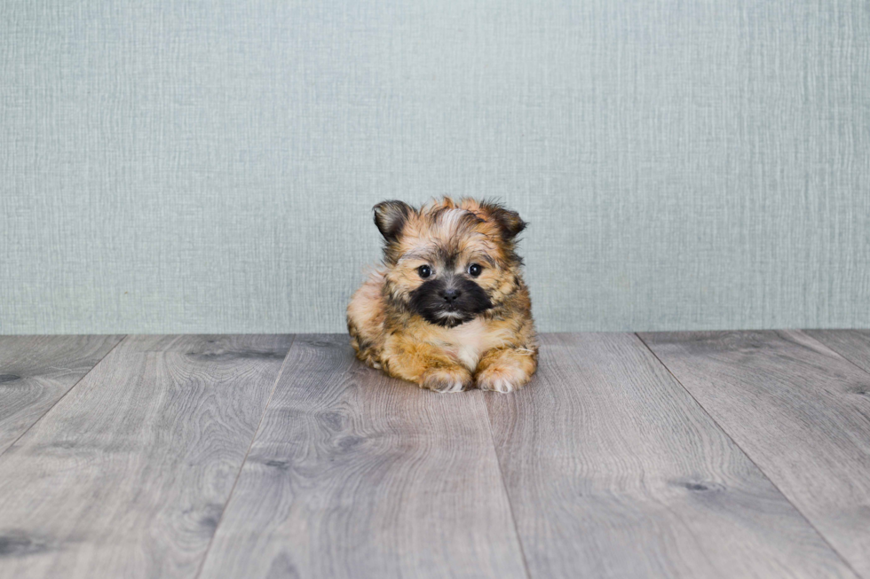 Morkie Pup Being Cute