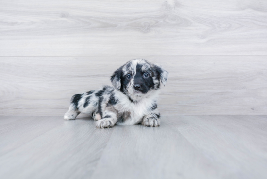 Funny Mini Aussiedoodle Poodle Mix Pup