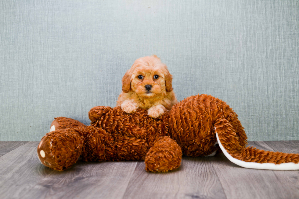 Best Mini Goldendoodle Baby