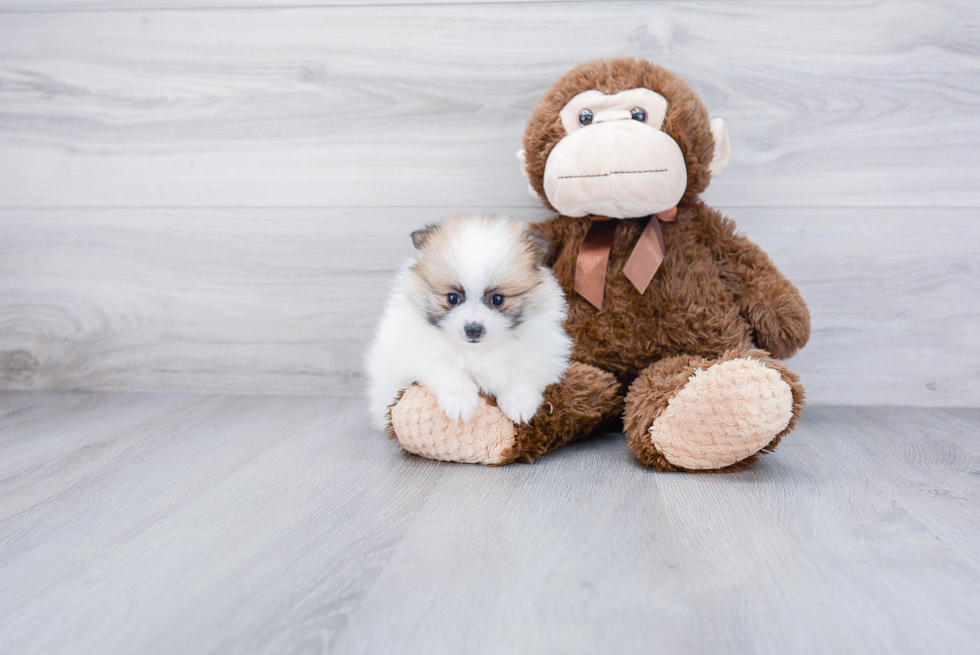 Best Pomeranian Baby