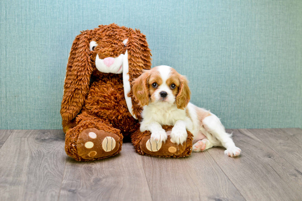 Energetic Cavalier King Charles Spaniel Purebred Puppy