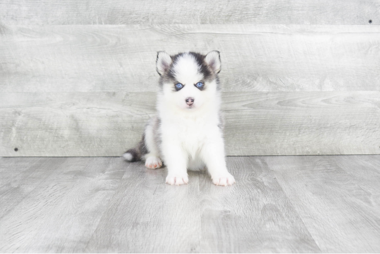 Cute Pomsky Baby