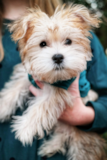 Friendly Morkie Pup