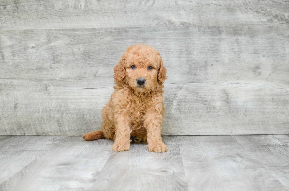 Best Mini Goldendoodle Baby