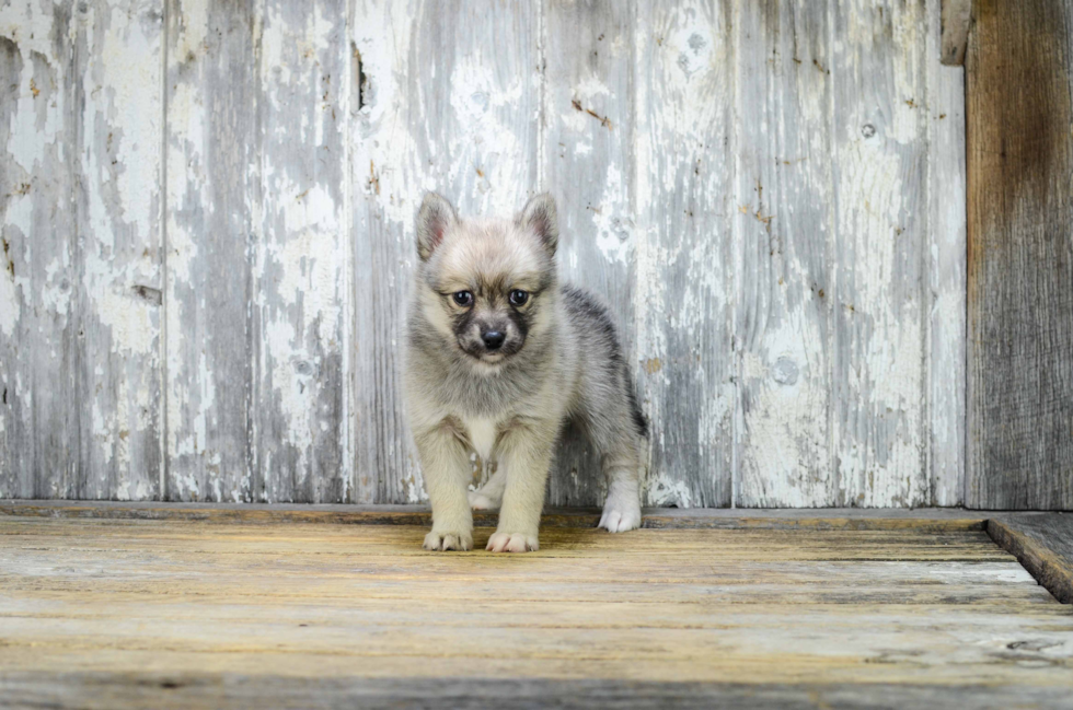 Happy Pomsky Baby