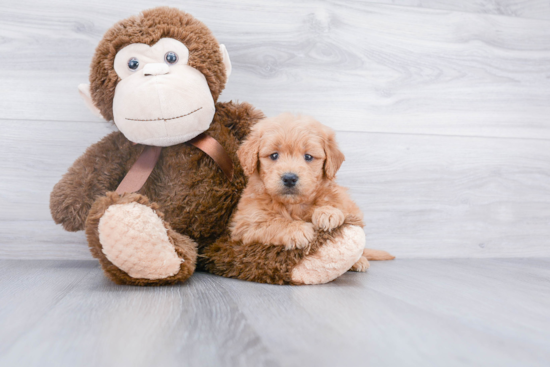 Small Mini Goldendoodle Baby