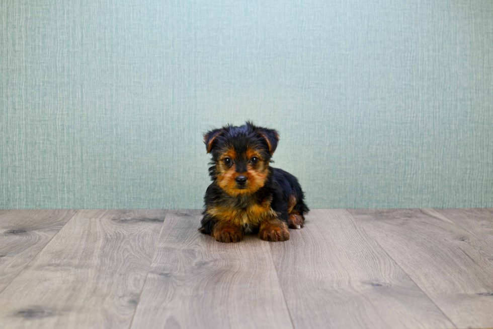 Meet Jeremy - our Yorkshire Terrier Puppy Photo 