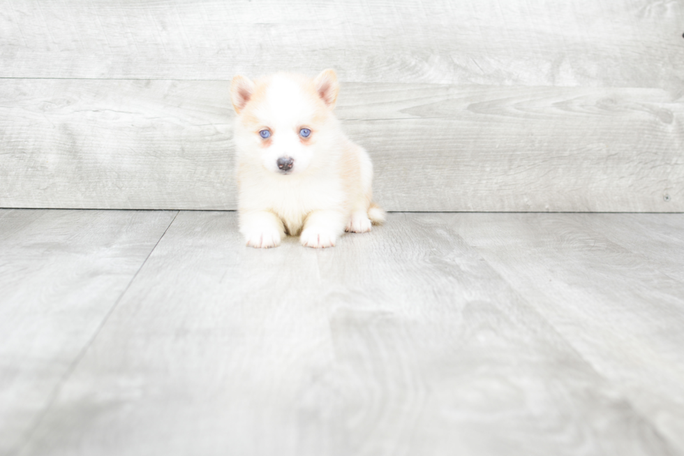 Pomsky Pup Being Cute