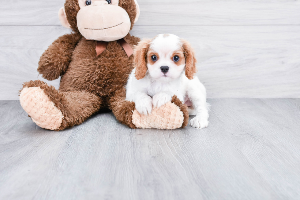 Best Cavalier King Charles Spaniel Baby