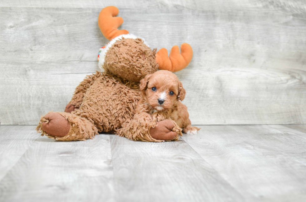 Cavapoo Puppy for Adoption