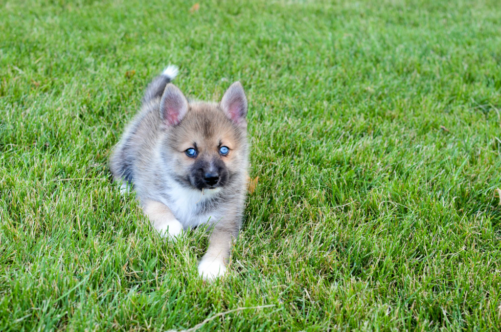 Fluffy Pomsky Designer Pup