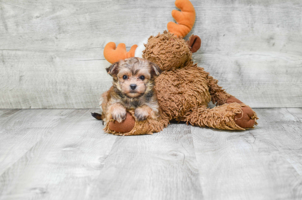 Morkie Pup Being Cute